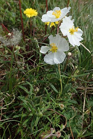 Helianthemum apenninum \ Apennin-Sonnenrschen / White Rock-Rose, F Brochon 28.4.2023