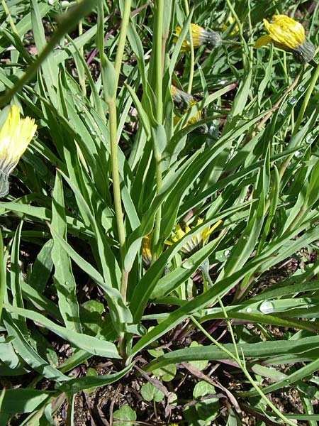 Hieracium bupleuroides \ Hasenohr-Habichtskraut, Durchwachs-Habichtskraut, F Vogesen, Botan. Gar.  Haut Chitelet 5.8.2008