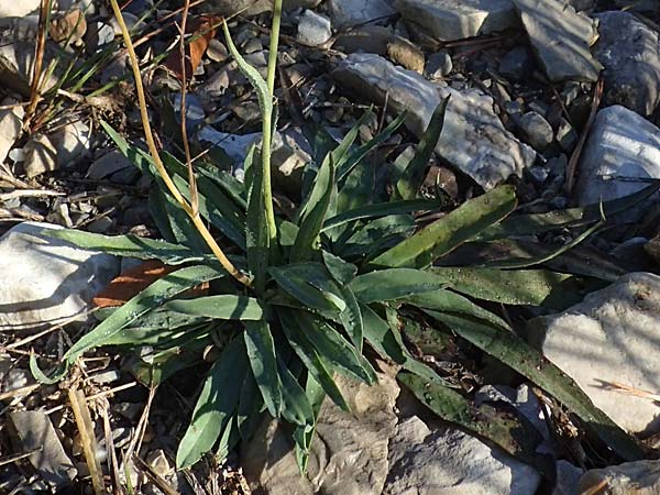 Hieracium bupleuroides \ Hasenohr-Habichtskraut, Durchwachs-Habichtskraut, F La Cluse 9.10.2021