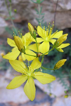 Hypericum coris \ Nadel-Johanniskraut, Quirlblttriges Johanniskraut / Heath-Leaved St. John's-Wort, F Grand Canyon du Verdon 23.6.2008