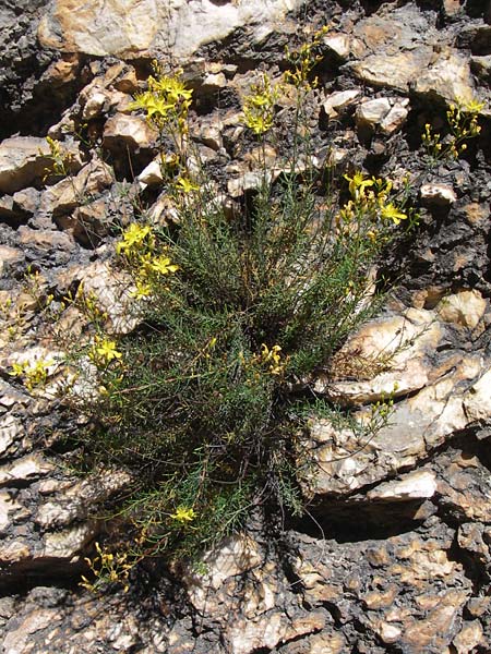 Hypericum coris \ Nadel-Johanniskraut, Quirlblttriges Johanniskraut / Heath-Leaved St. John's-Wort, F Grand Canyon du Verdon 23.6.2008