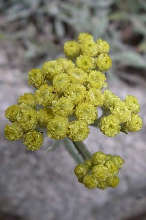 Helichrysum compactum \ Gedrungene Strohblume, F Vogesen, Botan. Gar.  Haut Chitelet 5.8.2008