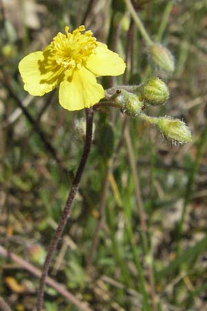 Helianthemum italicum \ Italienisches Sonnenrschen / Italian Rock-Rose, F Causse du Larzac 7.6.2006