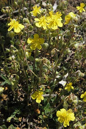 Helianthemum italicum / Italian Rock-Rose, F Severac-le-Chateau 8.6.2006