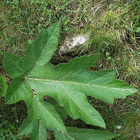 Heracleum pyrenaicum \ Pyrenen-Brenklau / Pyrenean Hogweed, F Pyrenäen/Pyrenees, Eyne 9.8.2006