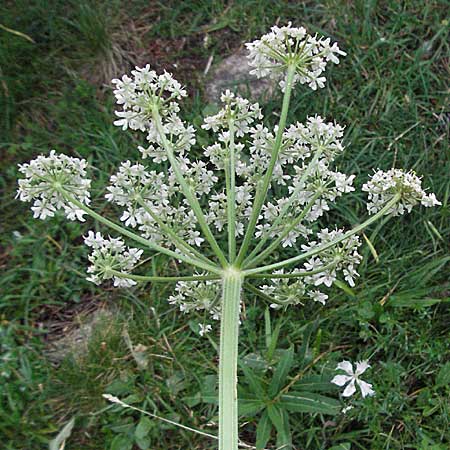 Heracleum pyrenaicum \ Pyrenen-Brenklau / Pyrenean Hogweed, F Pyrenäen/Pyrenees, Eyne 9.8.2006