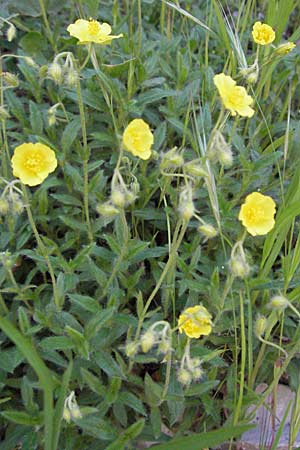 Helianthemum italicum / Italian Rock-Rose, F Clue de Chabrieres 12.5.2007