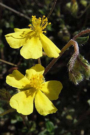 Helianthemum italicum \ Italienisches Sonnenrschen / Italian Rock-Rose, F Castellane 12.5.2007