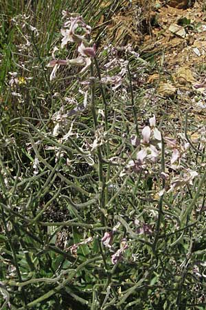 Hesperis laciniata / Cut-Leaved Dame's Violet, F Castellane 12.5.2007