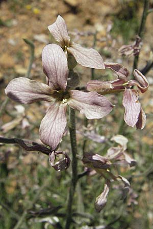 Hesperis laciniata \ Schlitzblttrige Nachtviole / Cut-Leaved Dame's Violet, F Castellane 12.5.2007