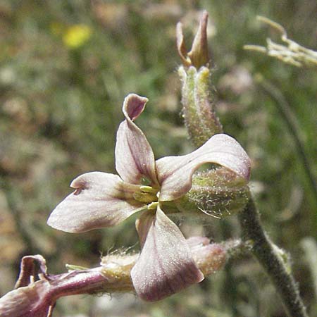 Hesperis laciniata \ Schlitzblttrige Nachtviole / Cut-Leaved Dame's Violet, F Castellane 12.5.2007