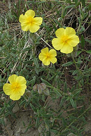 Helianthemum nummularium ? \ Kleinblttriges Sonnenrschen, F Camargue 13.5.2007