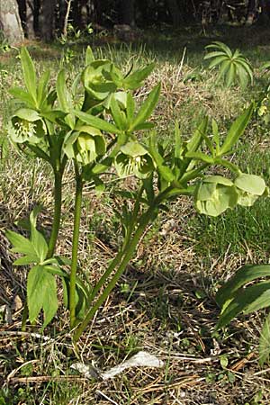 Helleborus viridis \ Grne Nieswurz / Green Hellebore, F Pyrenäen/Pyrenees, Mont Louis 13.5.2007