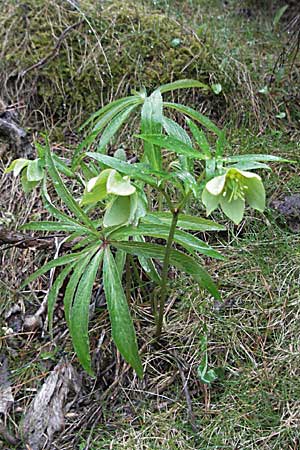 Helleborus viridis \ Grne Nieswurz / Green Hellebore, F Pyrenäen/Pyrenees, Err 14.5.2007