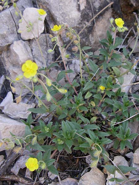 Helianthemum italicum \ Italienisches Sonnenrschen / Italian Rock-Rose, F Grand Canyon du Verdon 23.6.2008