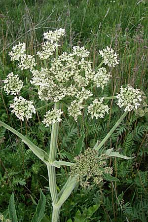 Heracleum pyrenaicum \ Pyrenen-Brenklau, F Pyrenäen, Eyne 24.6.2008