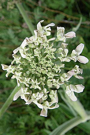 Heracleum pyrenaicum / Pyrenean Hogweed, F Pyrenees, Eyne 24.6.2008