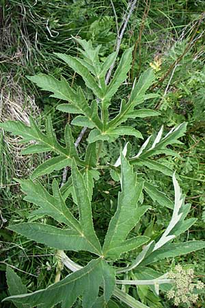 Heracleum pyrenaicum \ Pyrenen-Brenklau / Pyrenean Hogweed, F Pyrenäen/Pyrenees, Eyne 24.6.2008