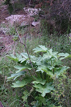 Heracleum pyrenaicum / Pyrenean Hogweed, F Pyrenees, Eyne 25.6.2008