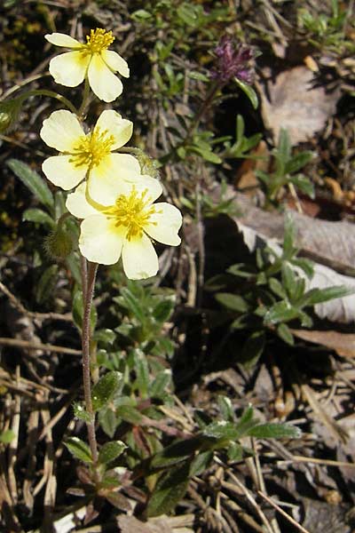 Helianthemum apenninum x canum / Hybrid Rock-Rose, F Causse Noir 28.5.2009