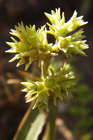 Scleranthus annuus / Annual Knawel, F Bitche 28.7.2009