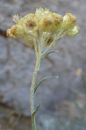 Helichrysum italicum \ Italienische Strohblume, Curry-Kraut, F Pyrenäen, Gorges de Galamus 23.7.2018