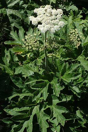 Heracleum pyrenaicum \ Pyrenen-Brenklau / Pyrenean Hogweed, F Pyrenäen/Pyrenees, Canigou 24.7.2018