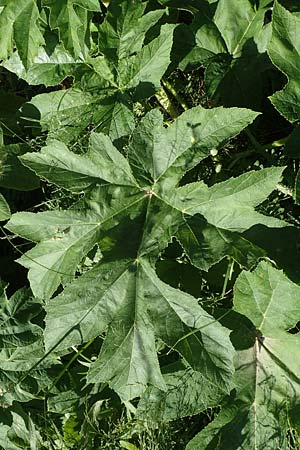 Heracleum pyrenaicum \ Pyrenen-Brenklau, F Pyrenäen, Canigou 24.7.2018