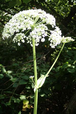 Heracleum pyrenaicum \ Pyrenen-Brenklau / Pyrenean Hogweed, F Pyrenäen/Pyrenees, Saint-Martin du Canigou 25.7.2018