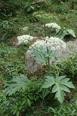 Heracleum pyrenaicum \ Pyrenen-Brenklau / Pyrenean Hogweed, F Pyrenäen/Pyrenees, Eyne 4.8.2018