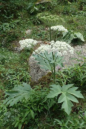 Heracleum pyrenaicum / Pyrenean Hogweed, F Pyrenees, Eyne 4.8.2018