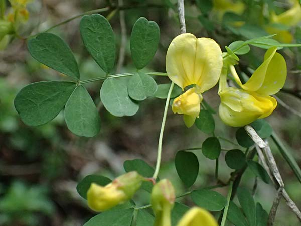 Hippocrepis emerus \ Strauchwicke / Scorpion Senna, F Tende 17.5.2026