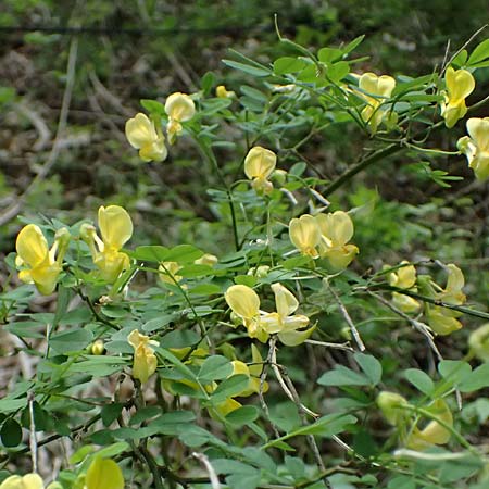 Hippocrepis emerus \ Strauchwicke / Scorpion Senna, F Tende 17.5.2026