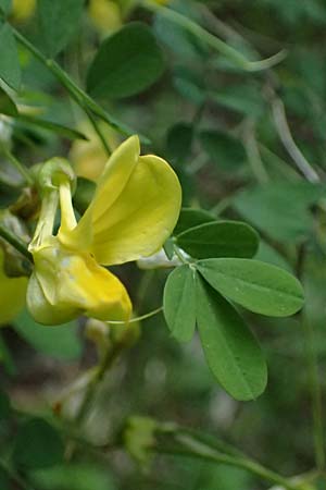 Hippocrepis emerus \ Strauchwicke / Scorpion Senna, F Tende 17.5.2026