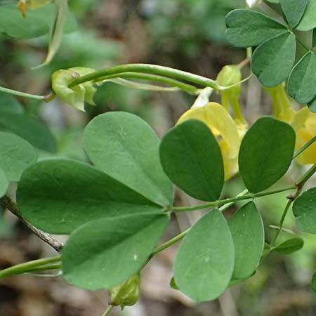 Hippocrepis emerus \ Strauchwicke / Scorpion Senna, F Tende 17.5.2026