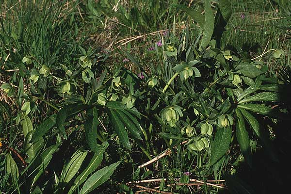 Helleborus viridis \ Grüne Nieswurz / Green Hellebore, F Pyrenäen/Pyrenees, 28.5.1990