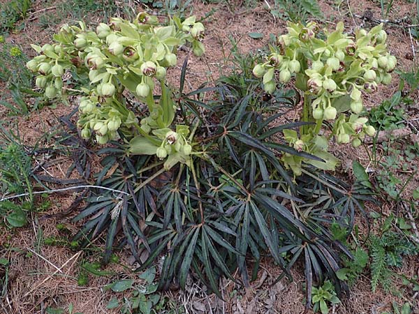 Helleborus foetidus \ Stinkende Nieswurz, F Col de Gleize 29.4.2023