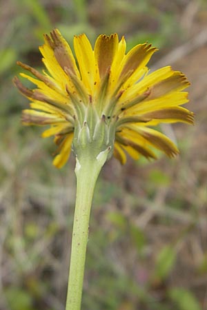 Hypochaeris glabra \ Kahles Ferkelkraut, Sand-Ferkelkraut, F Bitche 25.6.2011