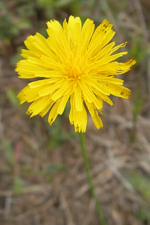 Hypochaeris glabra \ Kahles Ferkelkraut, Sand-Ferkelkraut / Smooth Cat's-Ear, F Bitche 25.6.2011