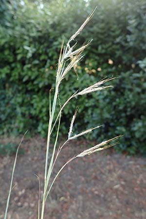 Hyparrhenia hirta \ Behaartes Kahngras / Thatching Grass, Coolatai Grass, F Pyrenäen/Pyrenees, Céret 26.7.2018