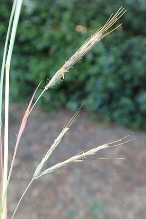Hyparrhenia hirta \ Behaartes Kahngras / Thatching Grass, Coolatai Grass, F Pyrenäen/Pyrenees, Céret 26.7.2018