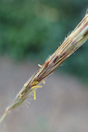 Hyparrhenia hirta \ Behaartes Kahngras / Thatching Grass, Coolatai Grass, F Pyrenäen/Pyrenees, Céret 26.7.2018