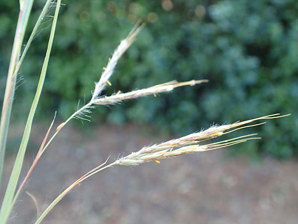 Hyparrhenia hirta \ Behaartes Kahngras / Thatching Grass, Coolatai Grass, F Pyrenäen/Pyrenees, Céret 26.7.2018