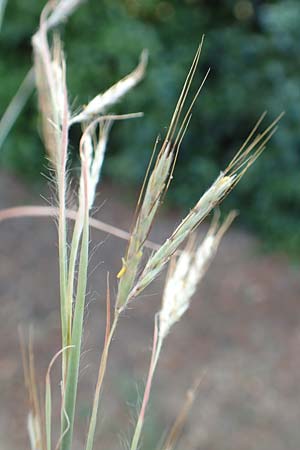 Hyparrhenia hirta \ Behaartes Kahngras / Thatching Grass, Coolatai Grass, F Pyrenäen/Pyrenees, Céret 26.7.2018