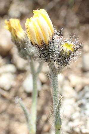 Hieracium breviscapum \ Kurzschaft-Habichtskraut, F Pyrenäen, Mont Llaret 31.7.2018