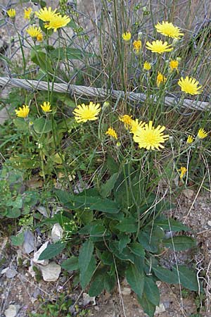 Hieracium bifidum \ Gabeliges Habichtskraut / Hawkweed, F Clue de Chabrieres 12.5.2007