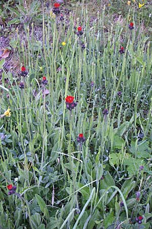 Hieracium aurantiacum / Orange Hawkweed, Fox and Cubs, F Vosges, Ruine Freundstein 21.6.2008