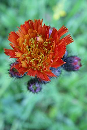 Hieracium aurantiacum / Orange Hawkweed, Fox and Cubs, F Vosges, Ruine Freundstein 21.6.2008