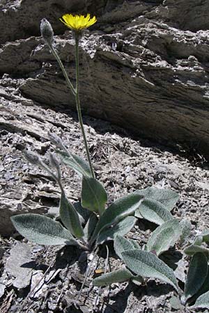 Hieracium tomentosum / Wooly Hawkweed, F Queyras, Vieille Ville 22.6.2008