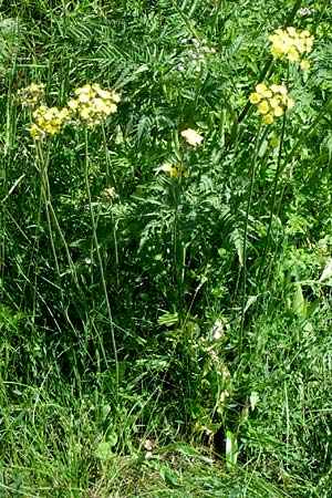 Hieracium caespitosum \ Wiesen-Habichtskraut / Yellow Fox and Cubs, F Col Agriel 22.6.2008